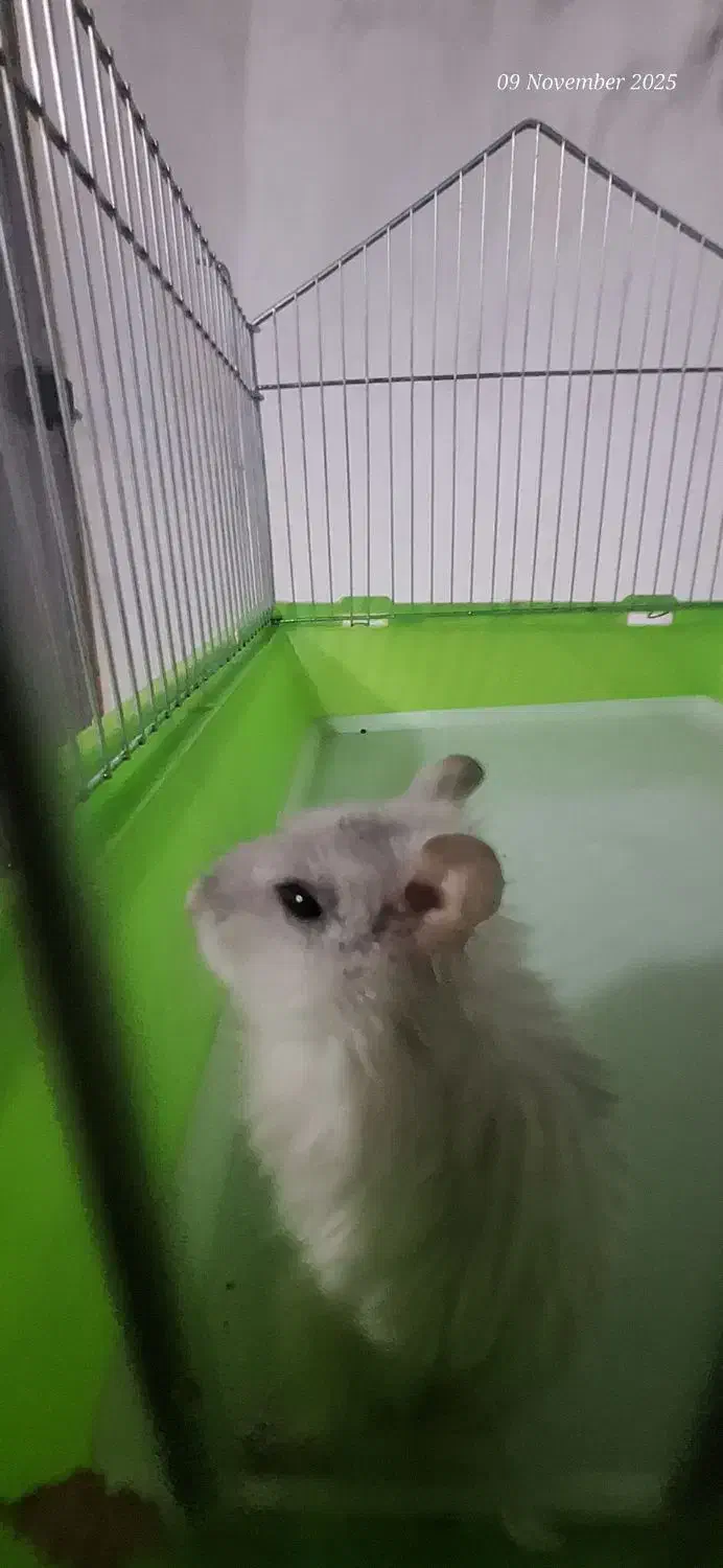 همستر کمپل|موش و خرگوش|ری, سیزده آبان|دیوار