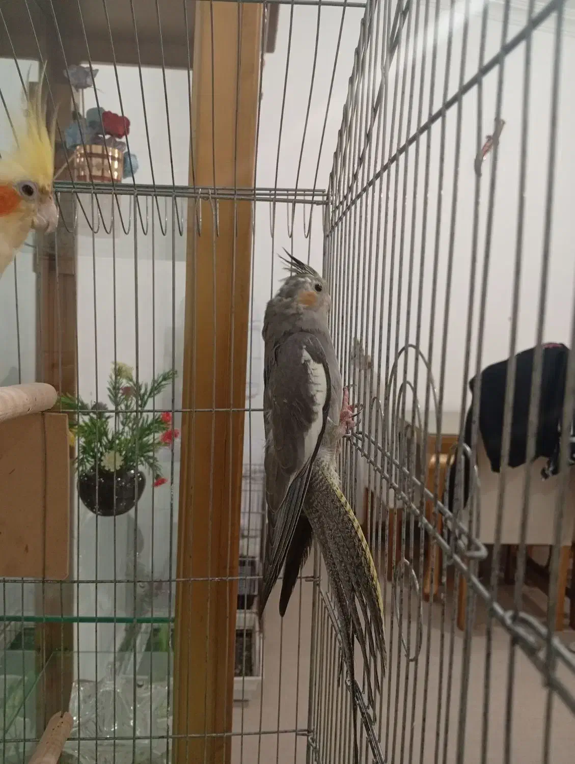 جوجه عروس ..وعروس نر بالغ رام|پرنده|ساری, |دیوار