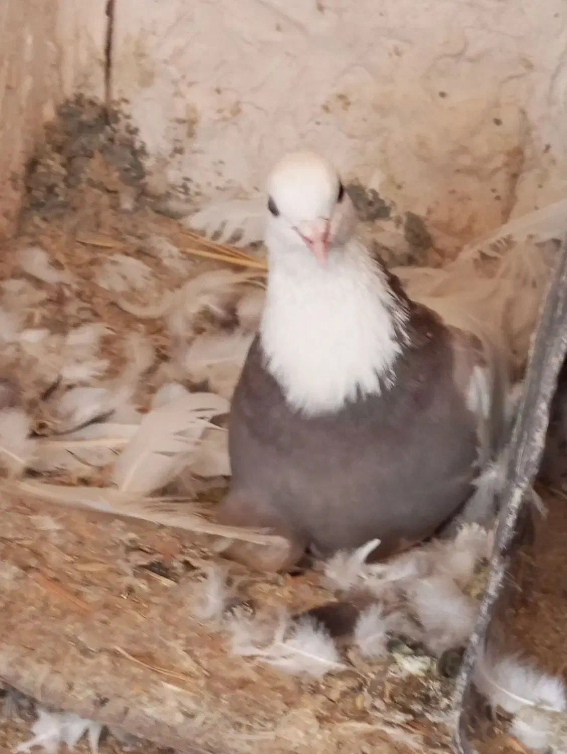 کبوتر طوقی بدونه غلط|پرنده|دهگلان, |دیوار