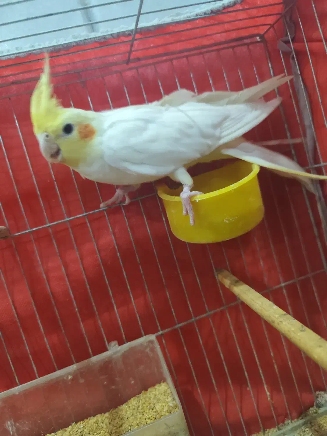 عروس هلندی|پرنده|اردکان, |دیوار