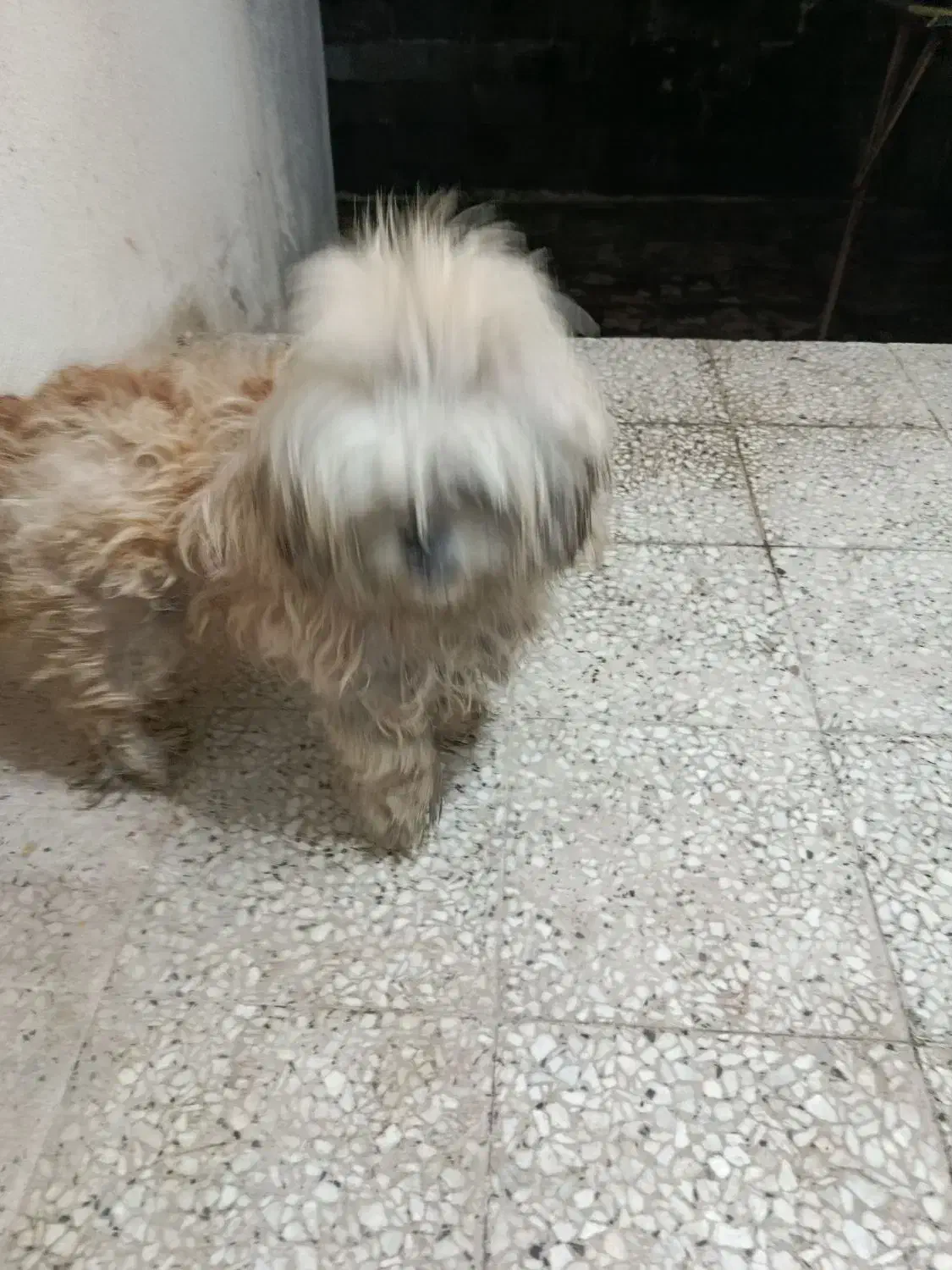 پیدا شده|حیوانات|بندر انزلی, انصار الحسین|دیوار