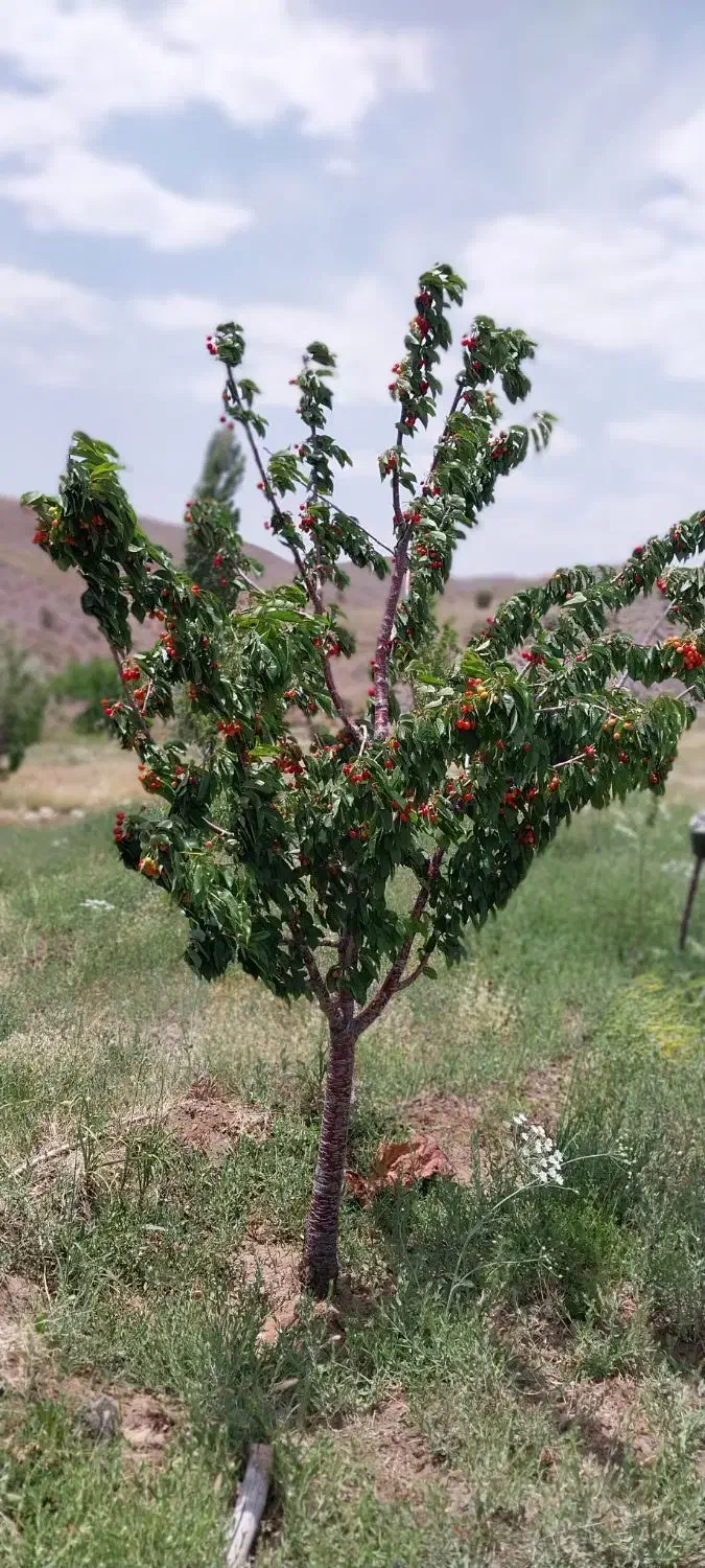 اجرای فضای سبز خانه.خانه باغ و ویلا|خدمات باغبانی و درختکاری|سیرجان, |دیوار