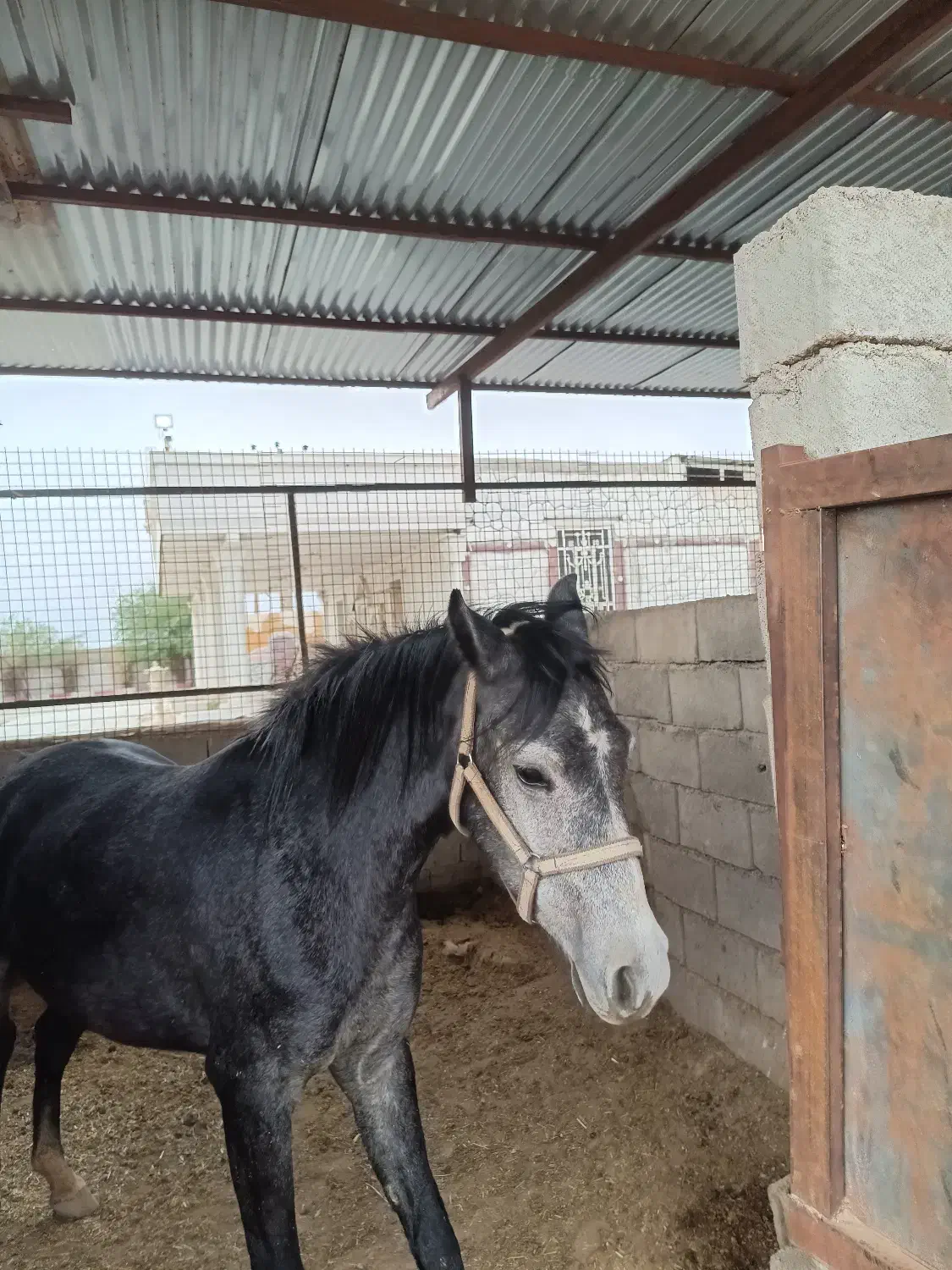 مادیون جوان|حیوانات مزرعه|اندیمشک, |دیوار