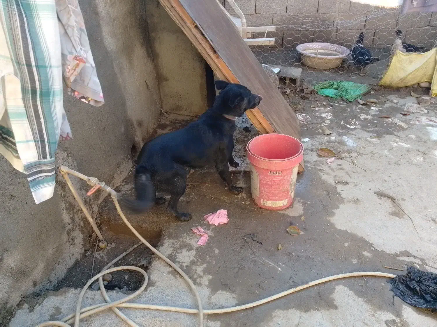 گرگی|سگ|گالیکش, |دیوار