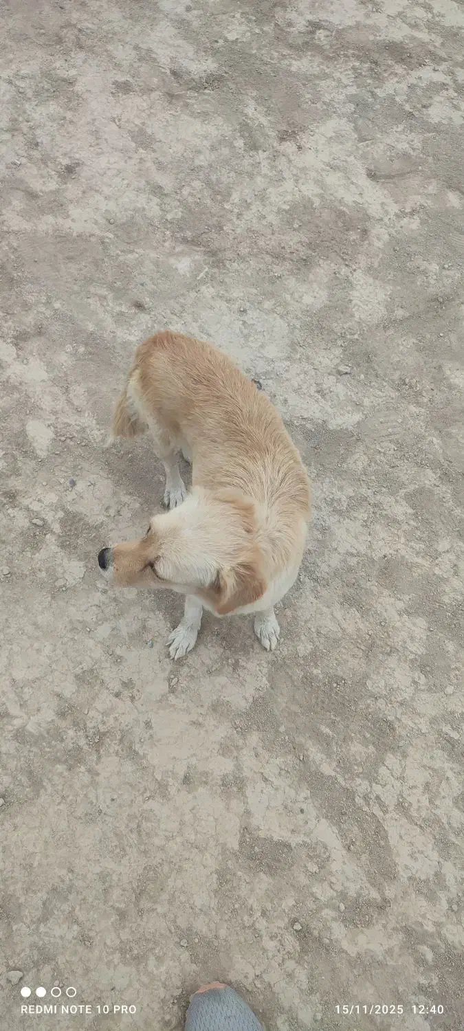 واگذاری سگ پا کوتاه|سگ|رباطکریم, شهرک صنعتی دهحسن|دیوار