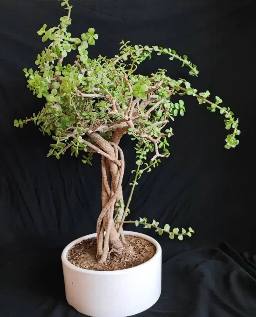 بنسای خرفه ۵ ساله|گل و گیاه طبیعی|اصفهان, ملکشهر|دیوار