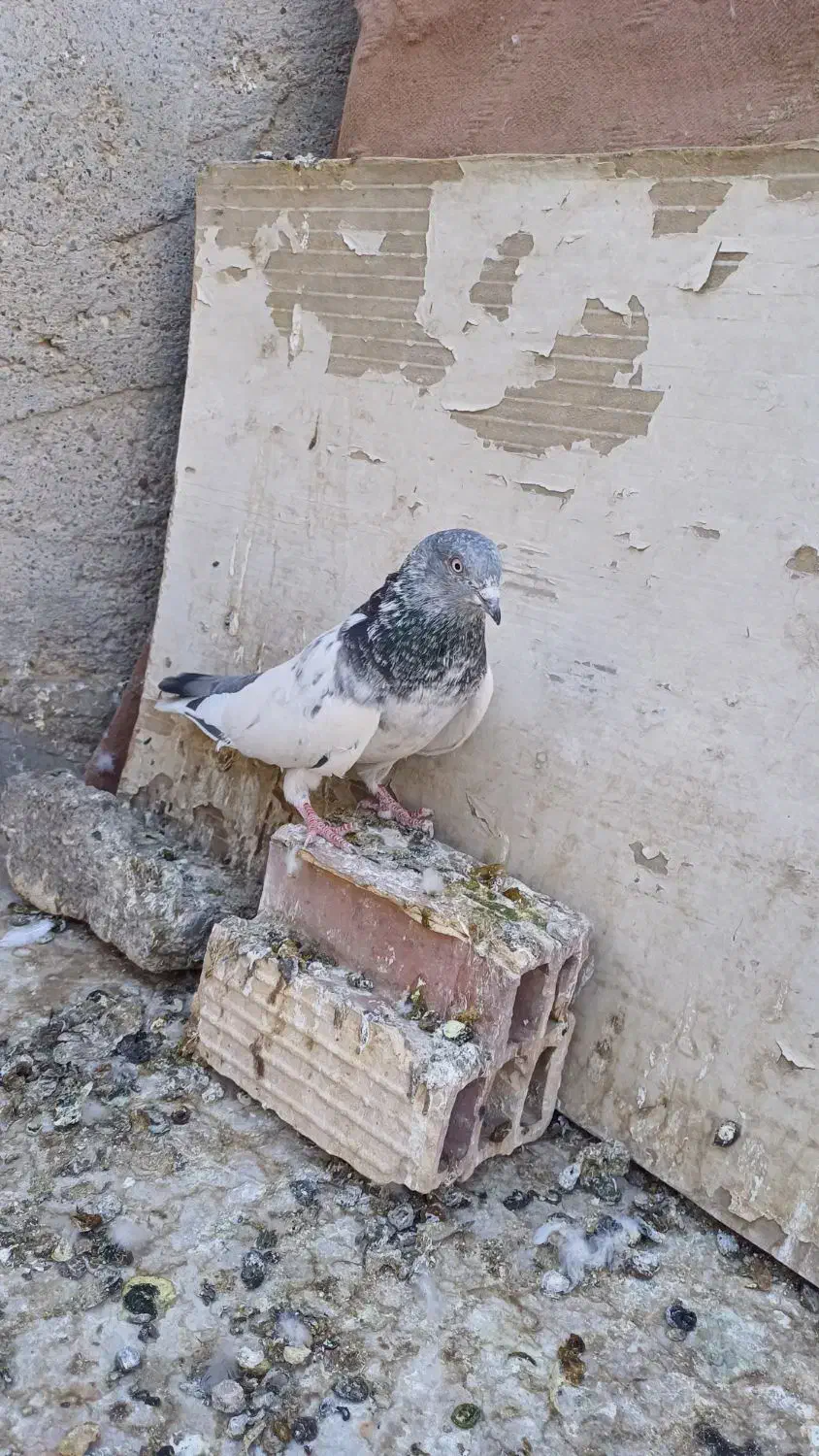 ۳تا پرشی|پرنده|جزنیک, |دیوار