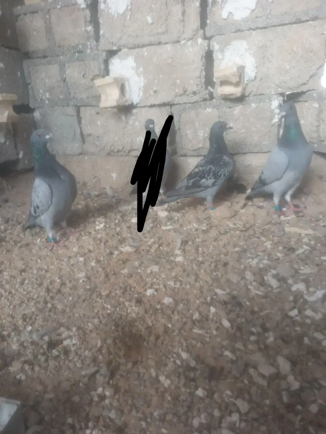 کبوتر پلاکی|پرنده|شبانکاره, |دیوار