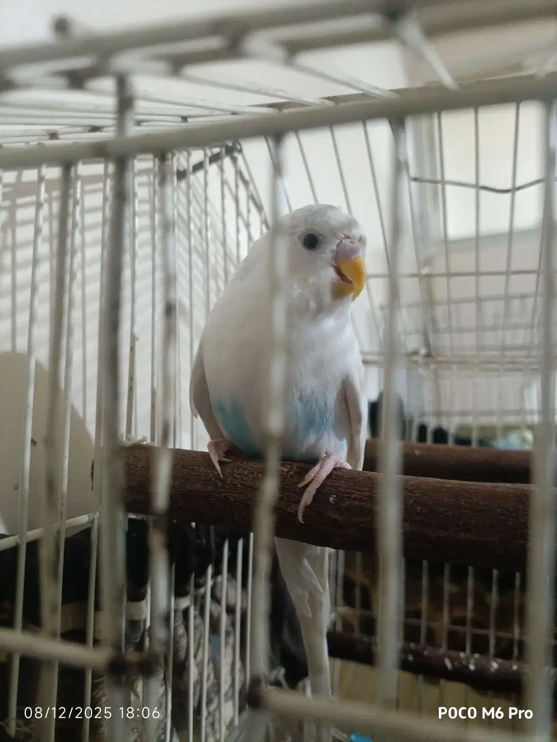 مرغ عشق نر|پرنده|شهریار, شهرک نماز (دینار آباد)|دیوار