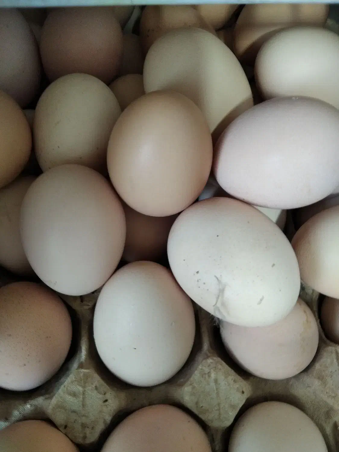 تخم مرغ رسمی واورگانیک نطفه دار هم هستند|خوردنی و آشامیدنی|قم, چهل درخت|دیوار