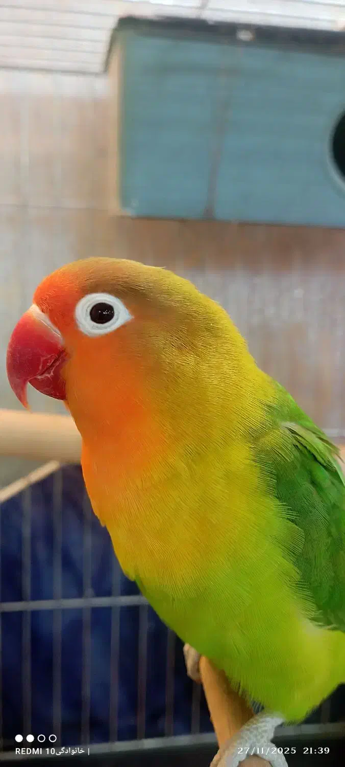 طوطی برزیلی.مرغعشق هلندی.مرغعشق انگلیسی|پرنده|چمران, |دیوار