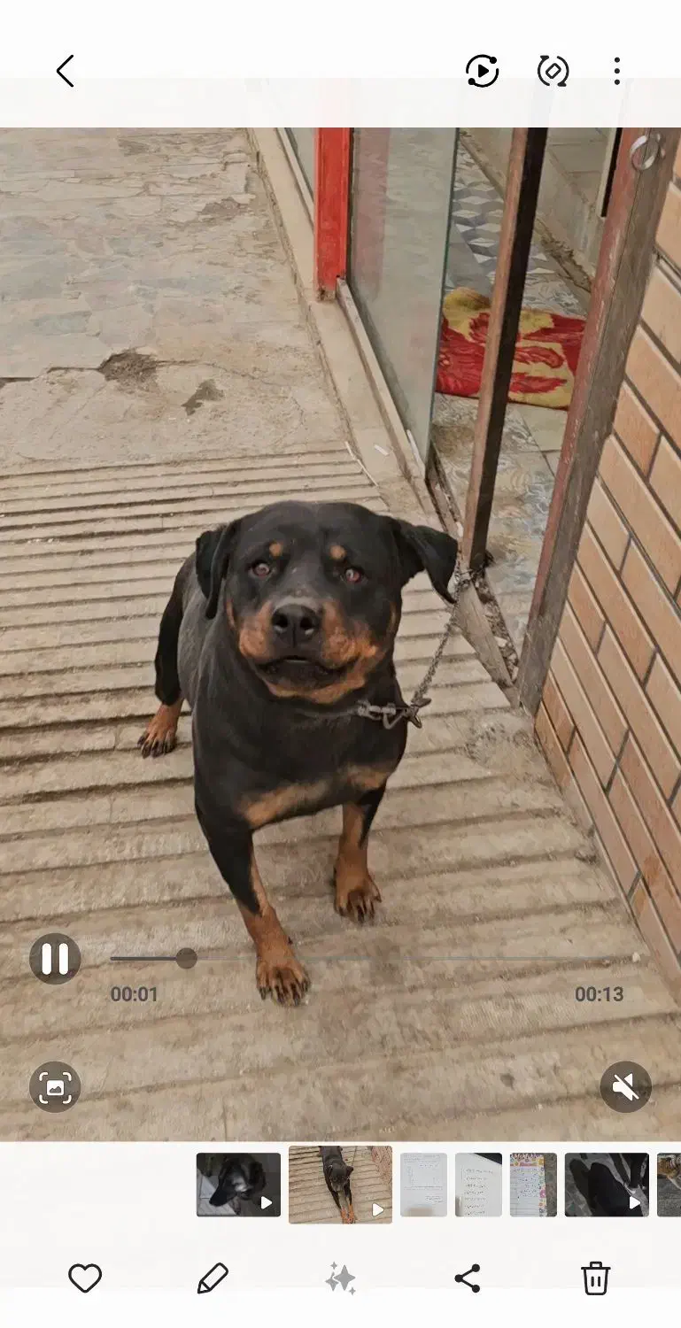 سگ نگهبان|سگ|اصفهان, شهرک پارسیان|دیوار