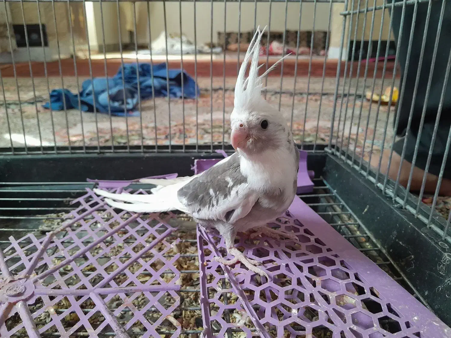 عروس هلندی|پرنده|هامون, |دیوار