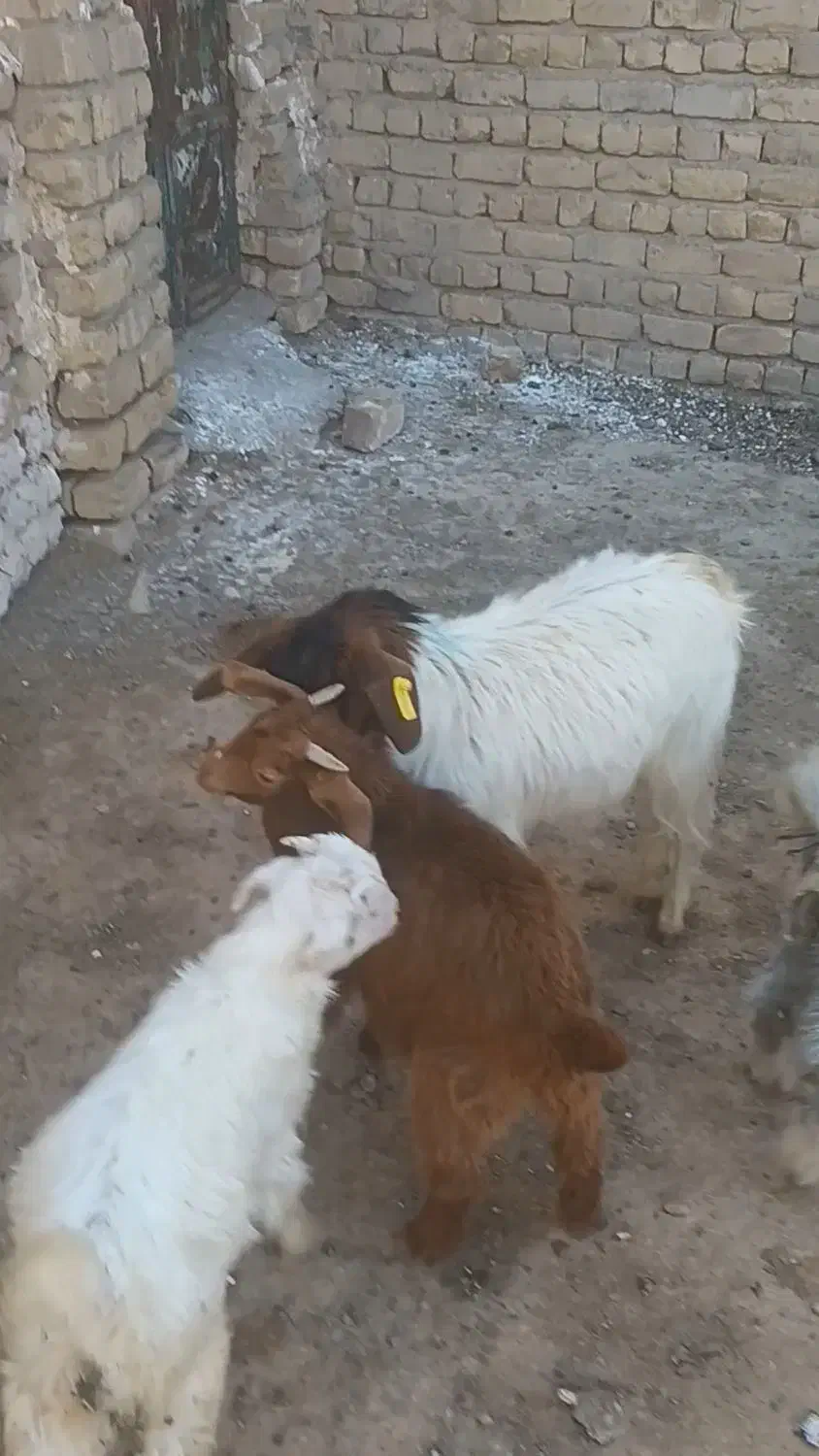 بزغاله|حیوانات مزرعه|قم, بلوار امین و ساحلی|دیوار