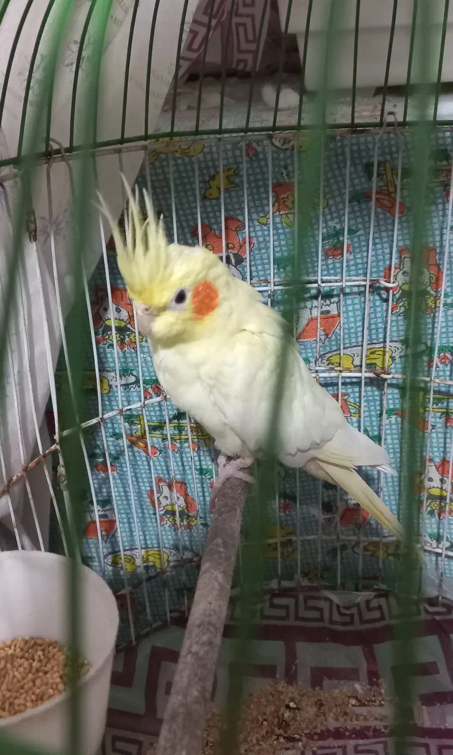 عروس هلندی نر|پرنده|تولم شهر, |دیوار