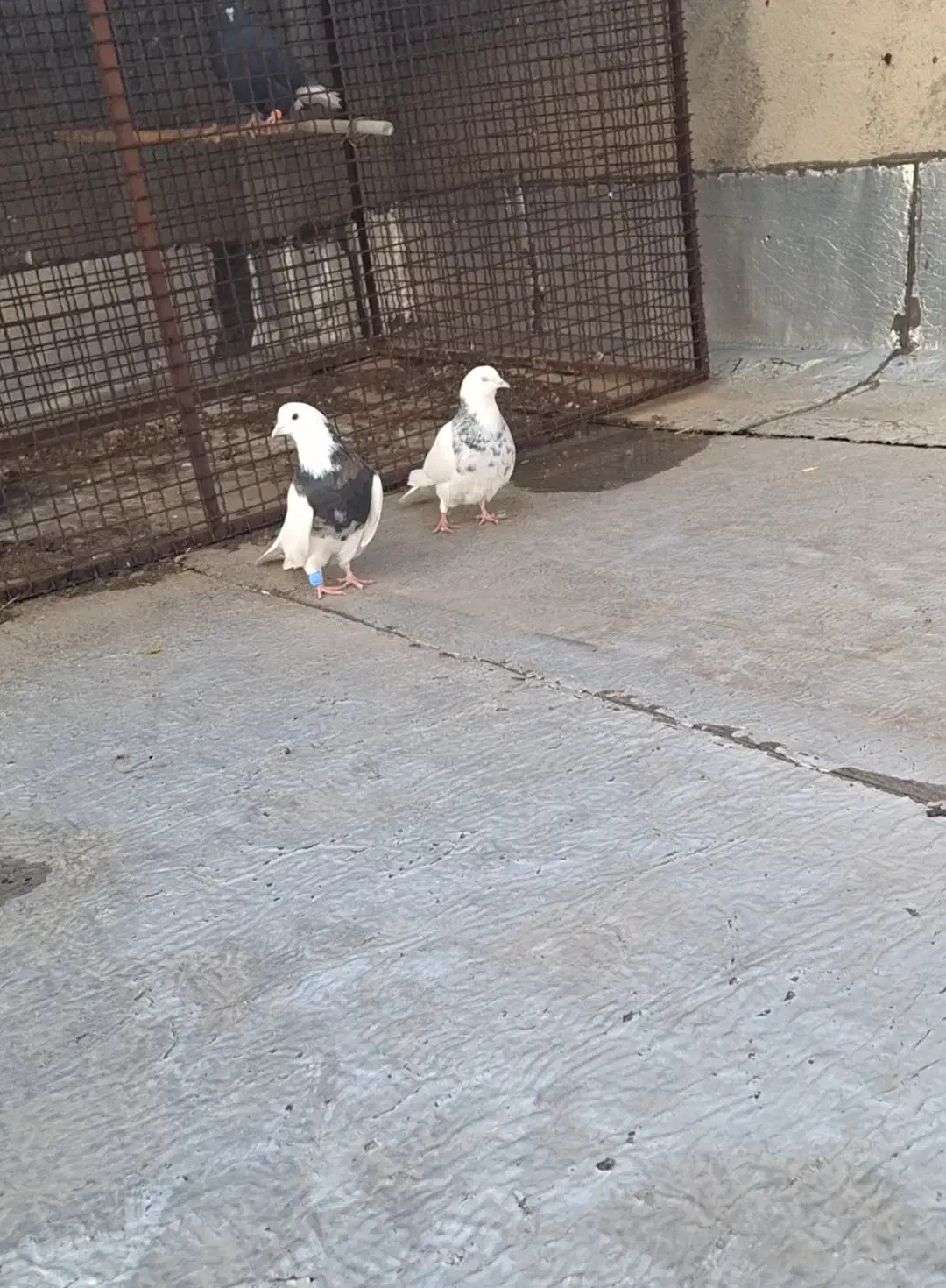 طوقی فولادی خال سیاه|پرنده|بهار, |دیوار