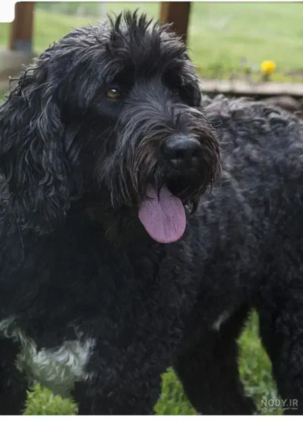 شیتزو تریر ۱ ساله واگذاری رایگان|سگ|صفادشت, |دیوار