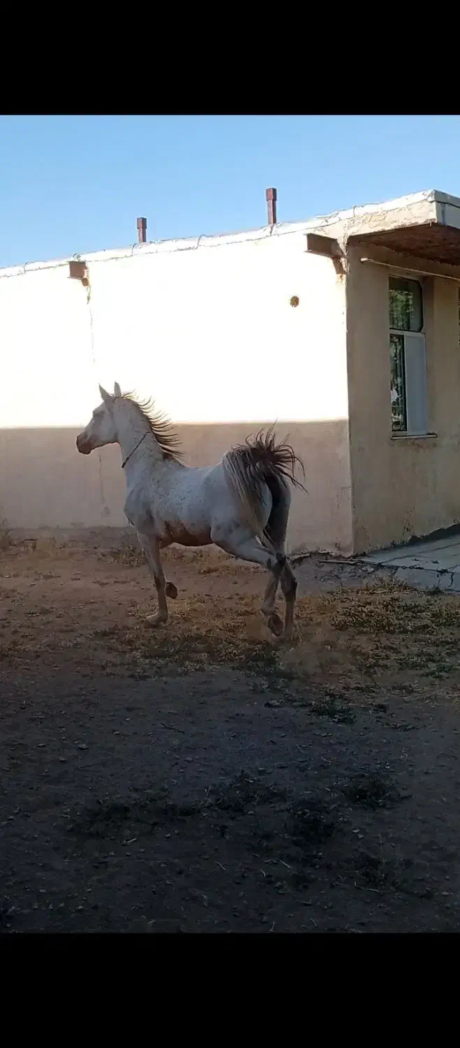 اسب مادیون کرد|اسب و تجهیزات اسب‌سواری|بروجرد, |دیوار