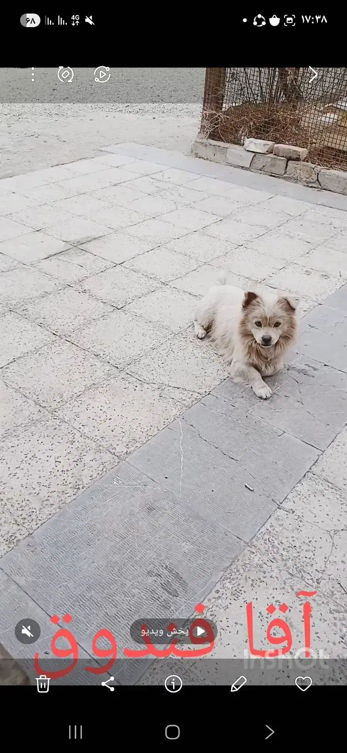 سگ پا کوتا|سگ|رباط‌کریم, شهرک صنعتی ده‌حسن|دیوار