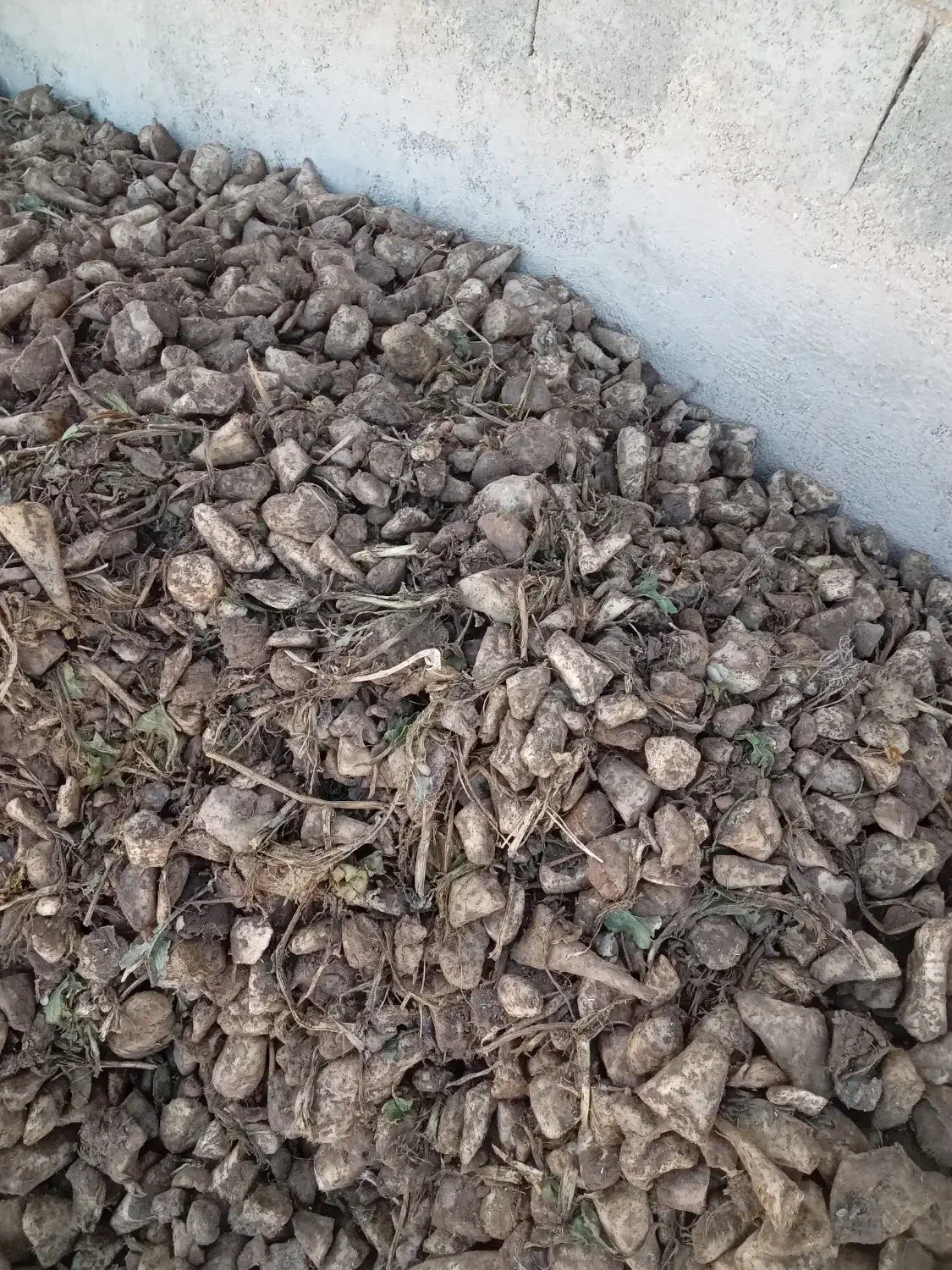 چغندر قند|خدمات باغبانی و درختکاری|تربتحیدریه, قاسم آباد|دیوار