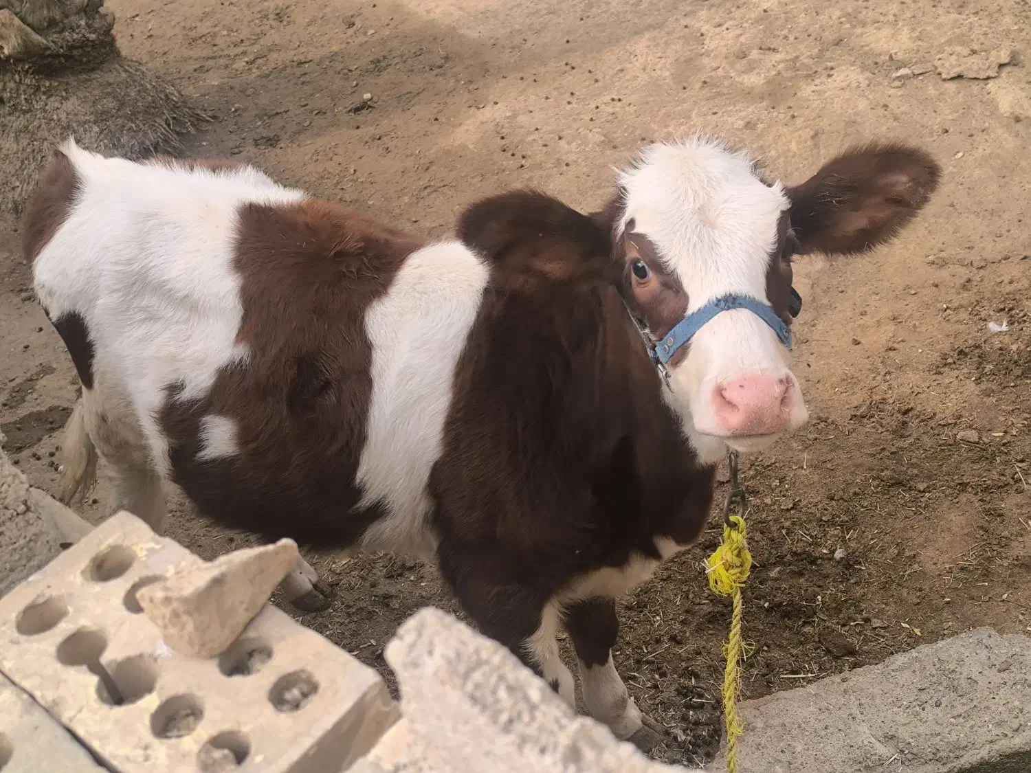 گاو خارجی با گوساله|حیوانات مزرعه|کرخه, |دیوار