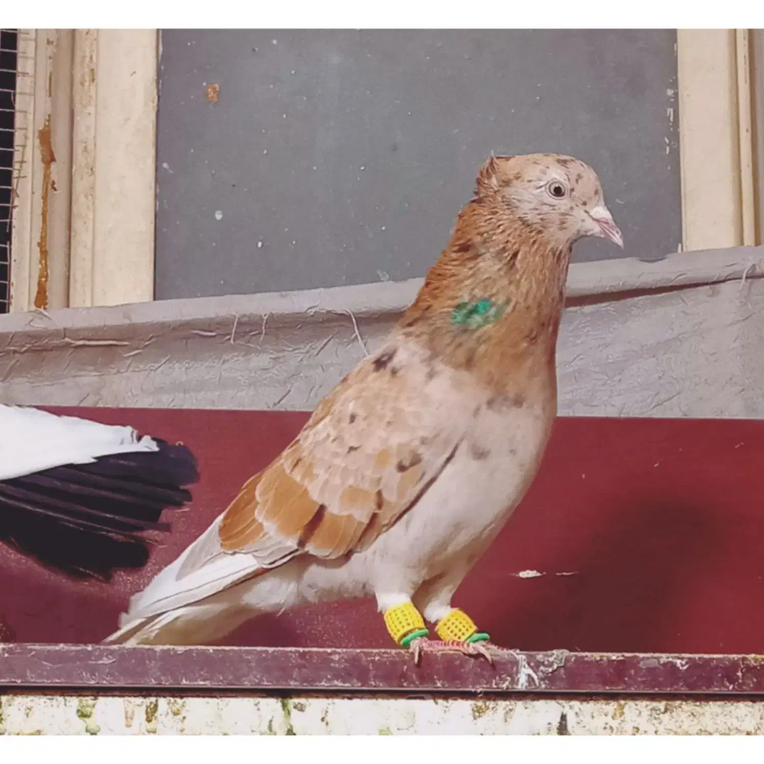 دم‌سفید شامی هفت رنگ|پرنده|مشهد, نوید|دیوار