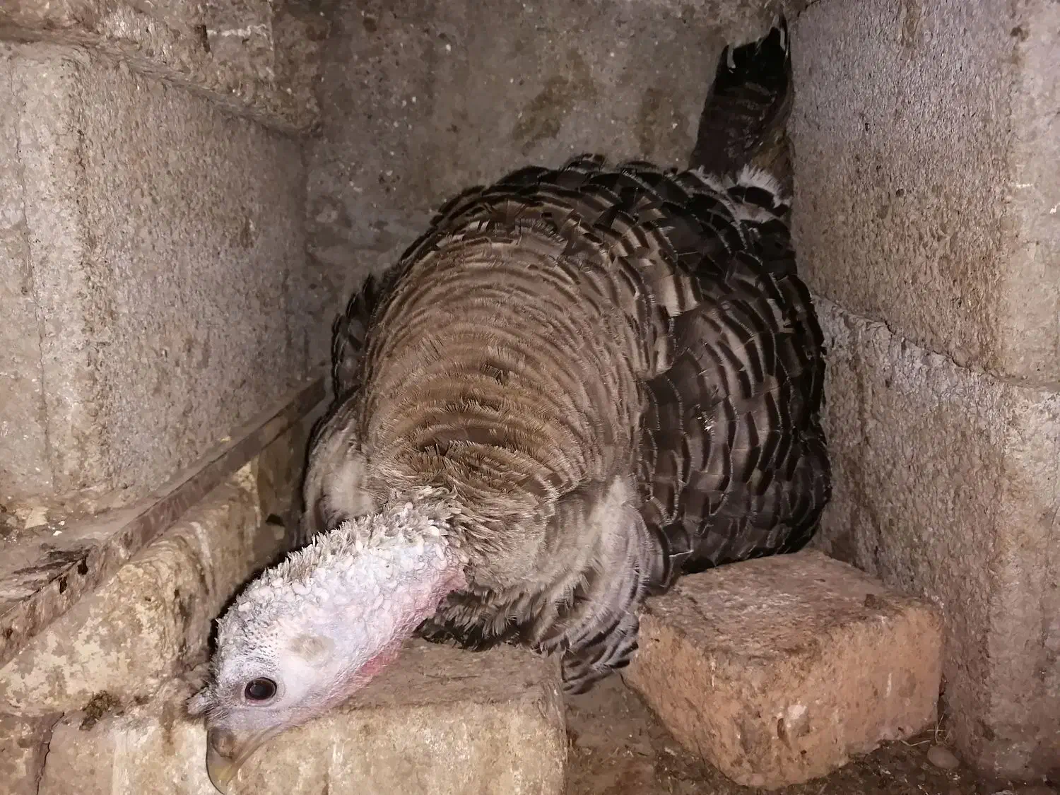 فروش بوقلمون کرچ|حیوانات مزرعه|تنکابن, |دیوار