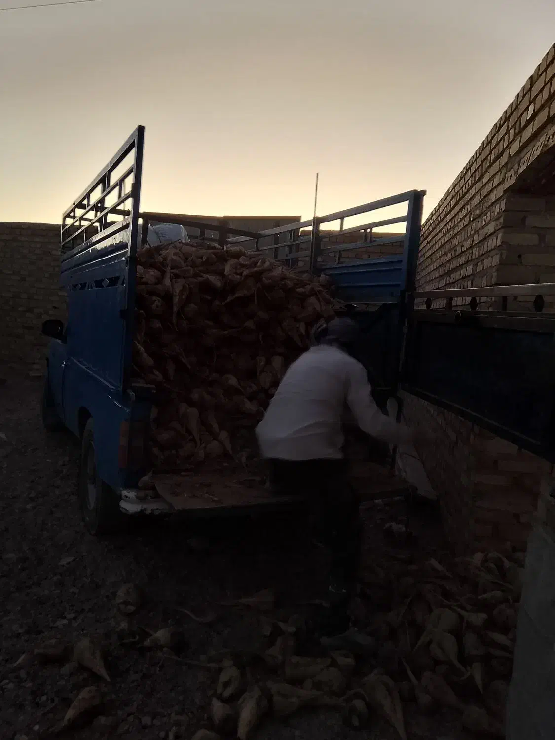 چغندر تازه|گل و گیاه طبیعی|تایباد, |دیوار