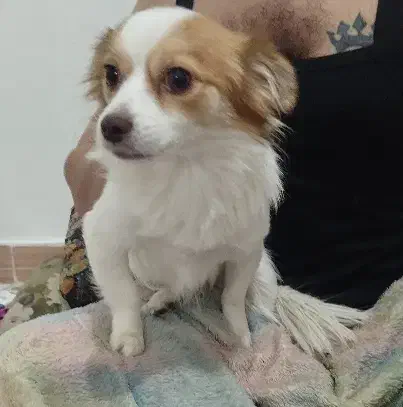 حیوان خانگی|سگ|وحیدیه, |دیوار