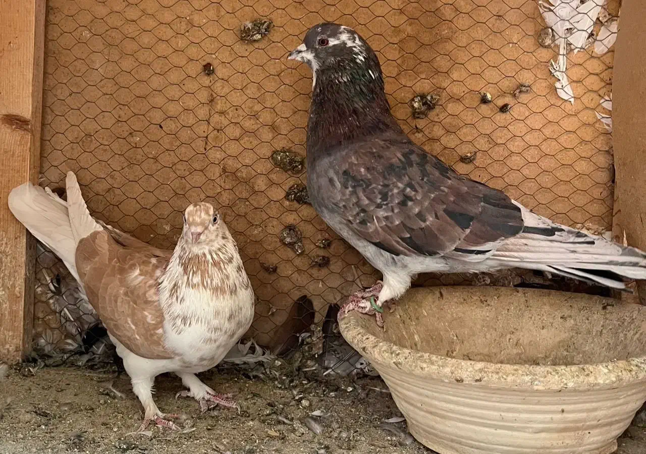 ۳جفت نروماده عالی|پرنده|چهاردانگه (تهران), |دیوار