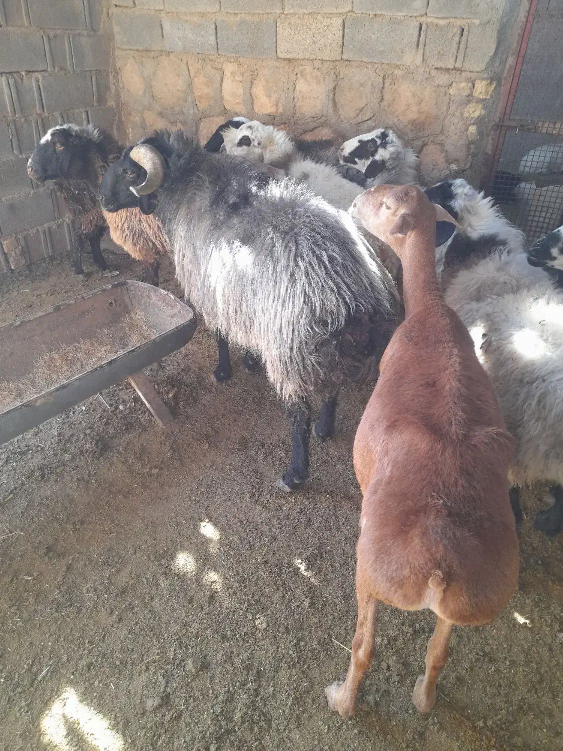 قوچ برزی سوز ملحه|حیوانات مزرعه|فسا, |دیوار