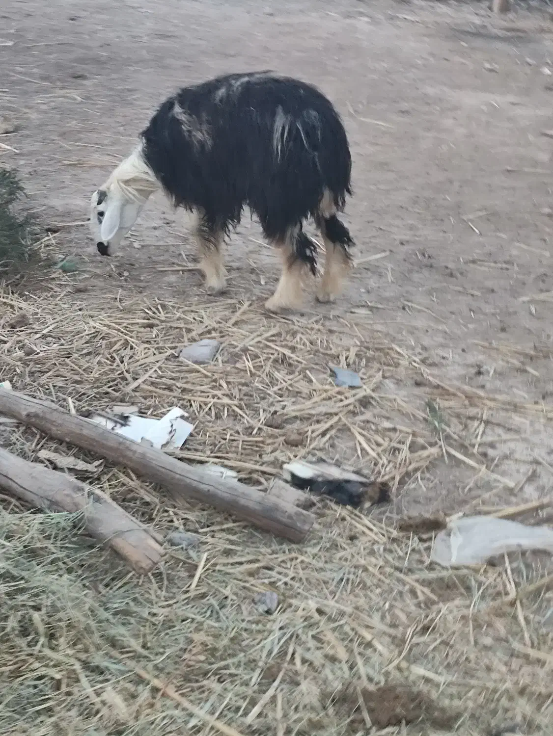 دوتا گوسفند عوسی اصلی نر|حیوانات مزرعه|خرمشهر, |دیوار