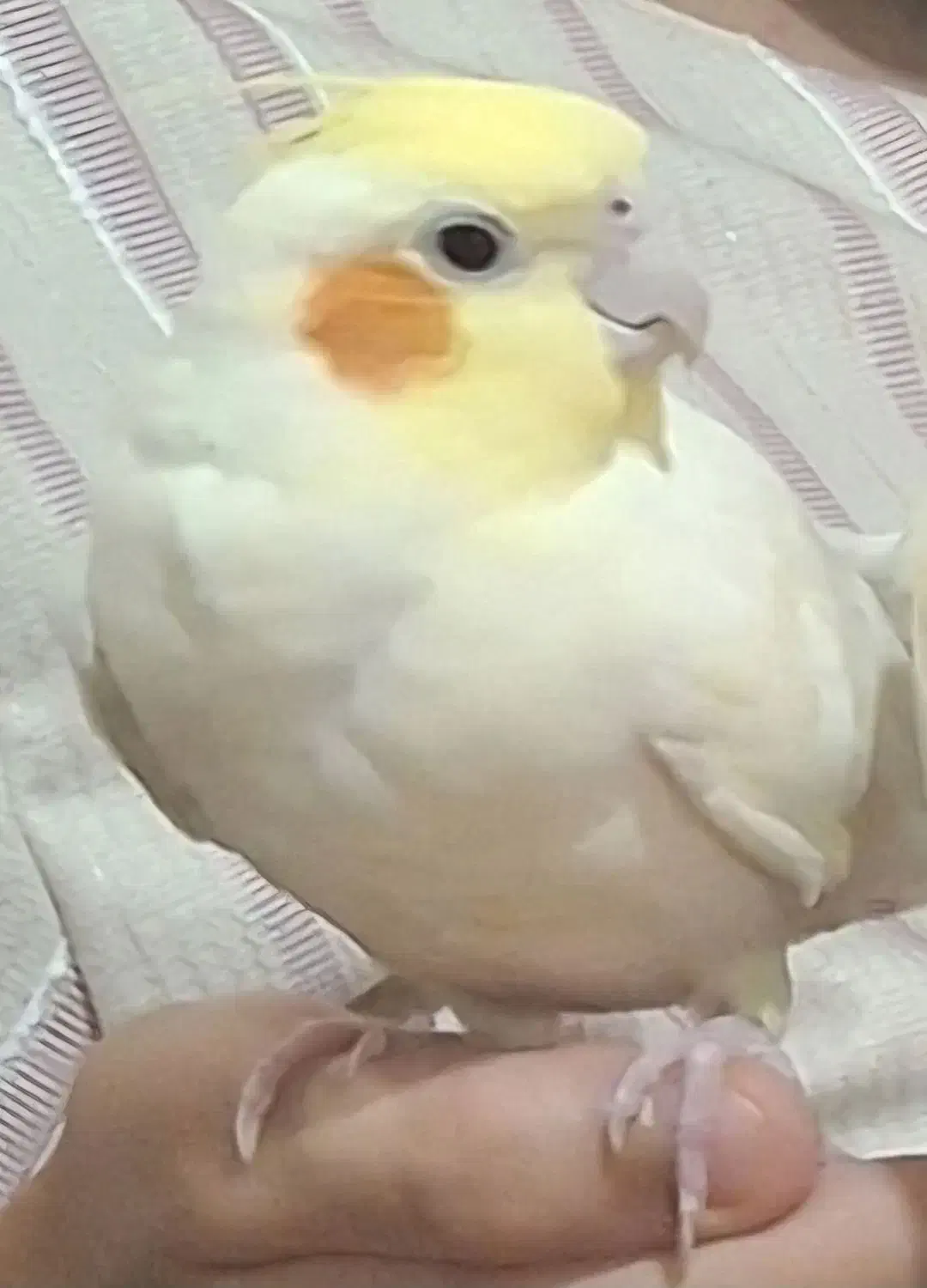 عروس هلندی گمشده با مژدگانی زیاد|حیوانات|کوهدشت, |دیوار