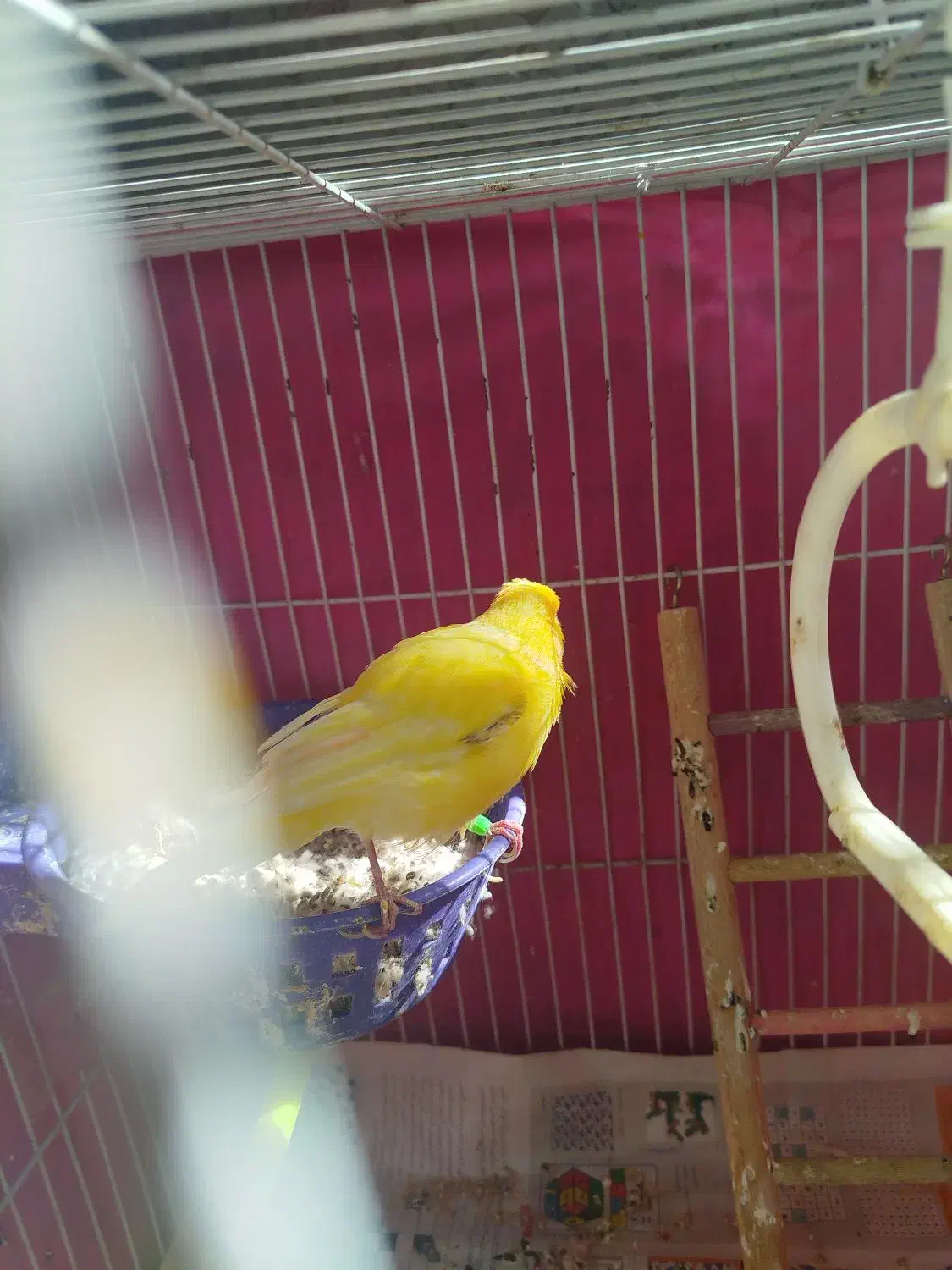 قناری ماده|پرنده|قوچان, |دیوار