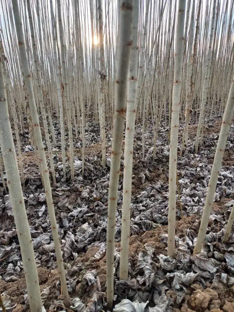 نهال صنوبر|گل و گیاه طبیعی|شیراز, شهرک آرین|دیوار