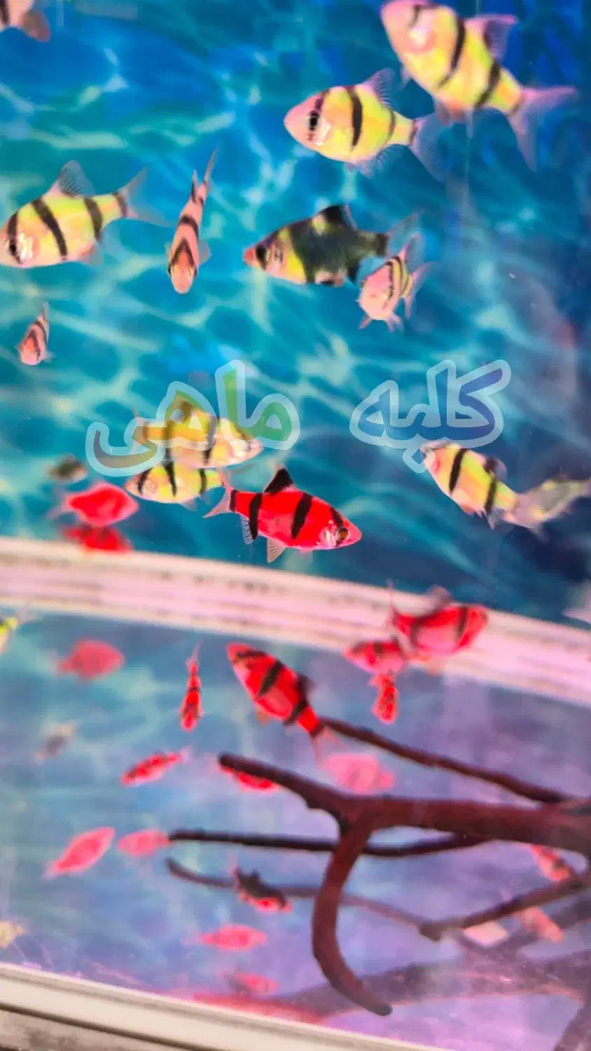 آکواریوم رومیزی/پمپ هوا/واترپمپ آبنما/خوراک ماهی|ماهی|شیراز, اصلاحنژاد|دیوار