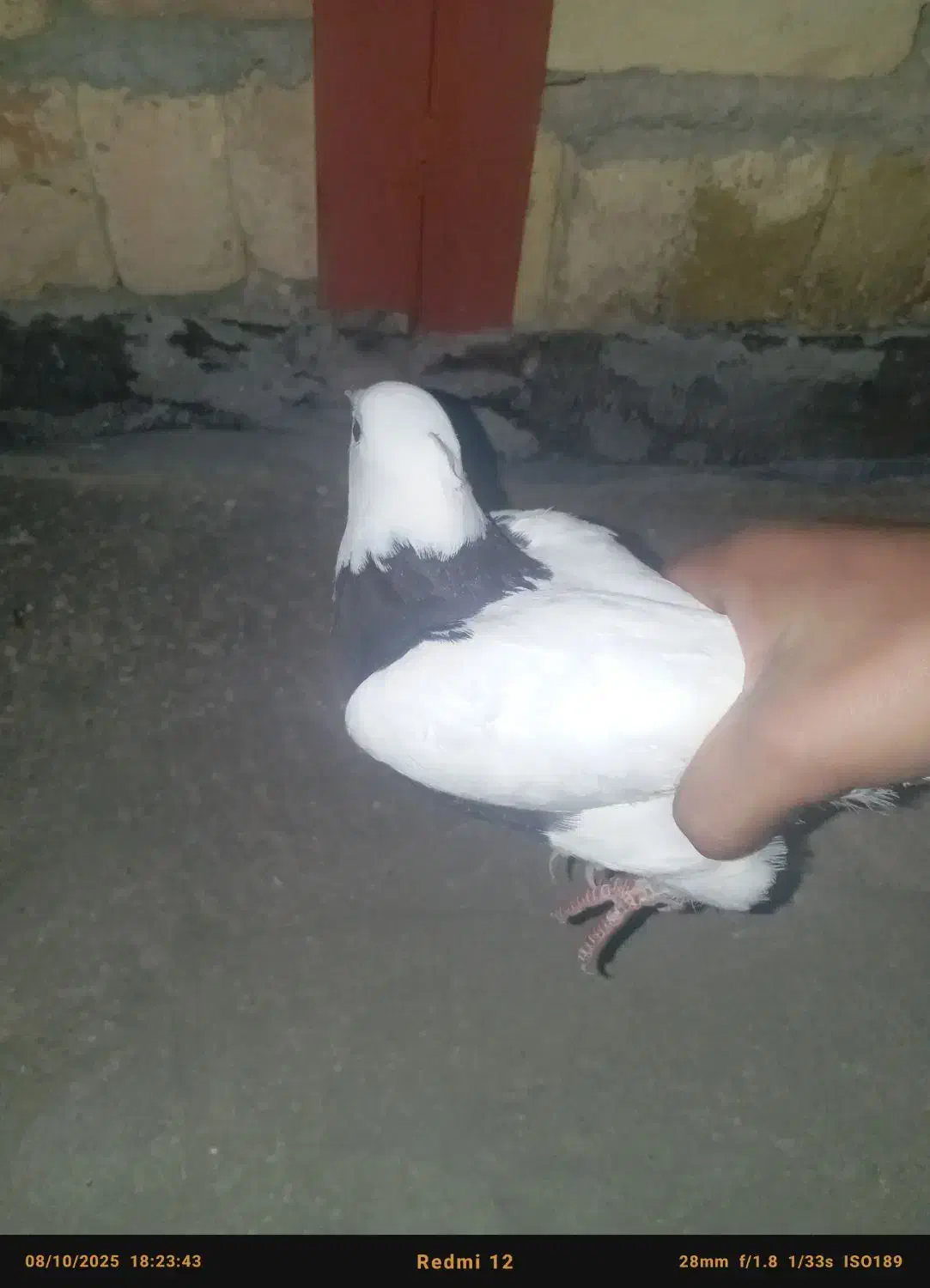 تخفیف پای معامله|پرنده|جوانرود, |دیوار