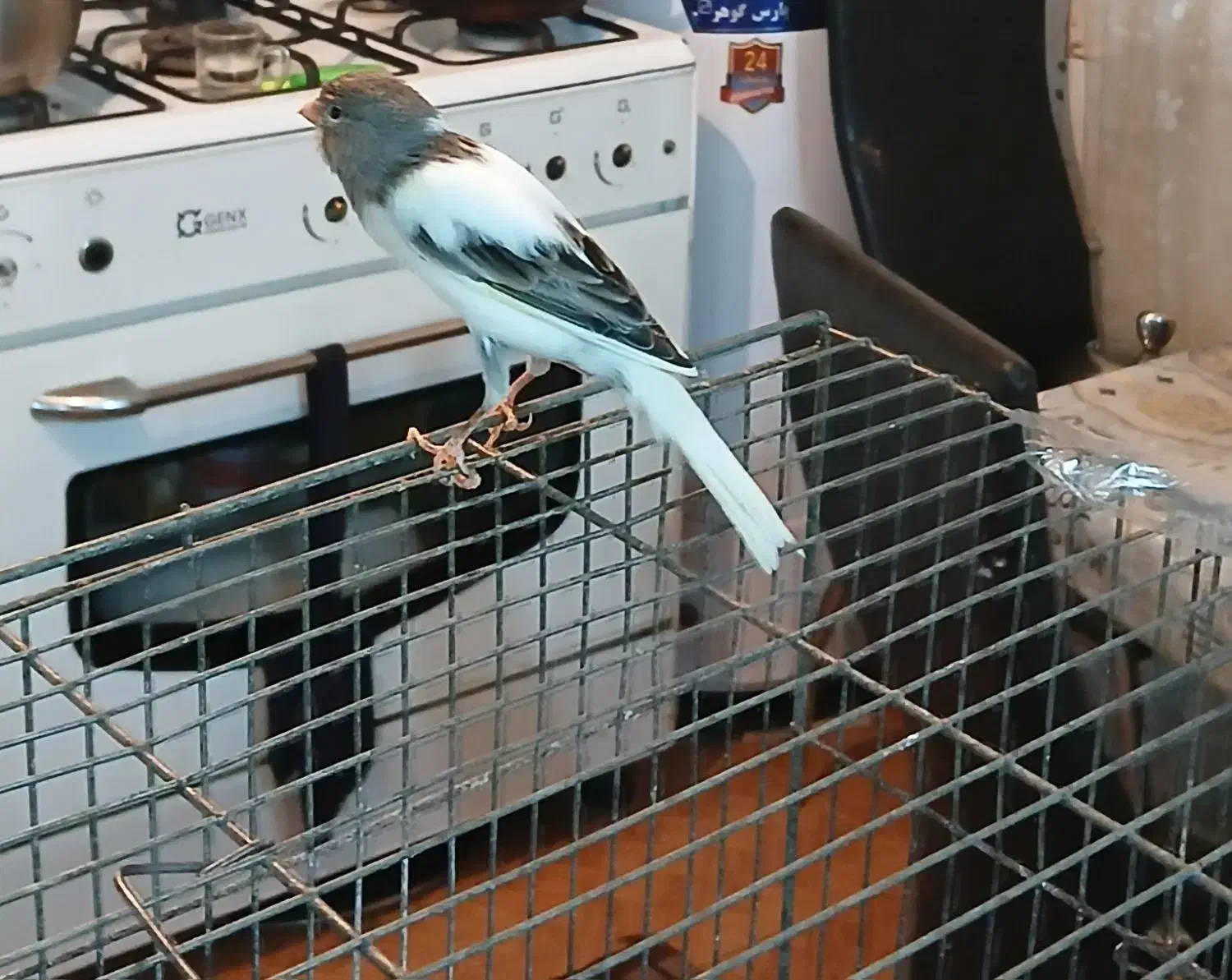 قناری نر|پرنده|محمدشهر, محمدشهر|دیوار