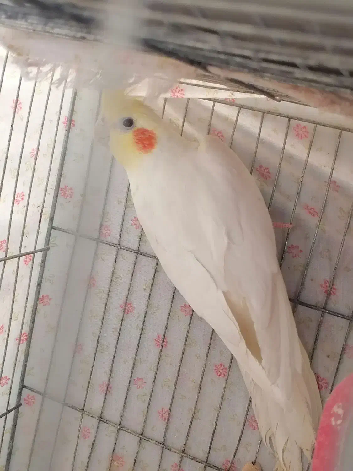 عروس هلندی|پرنده|خمینی‌شهر, |دیوار