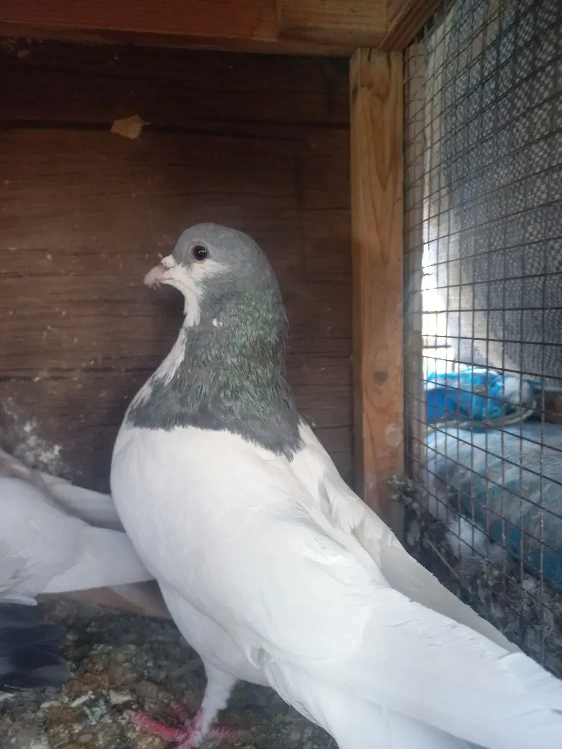 رنگی|پرنده|شیراز, کوشک میدان|دیوار