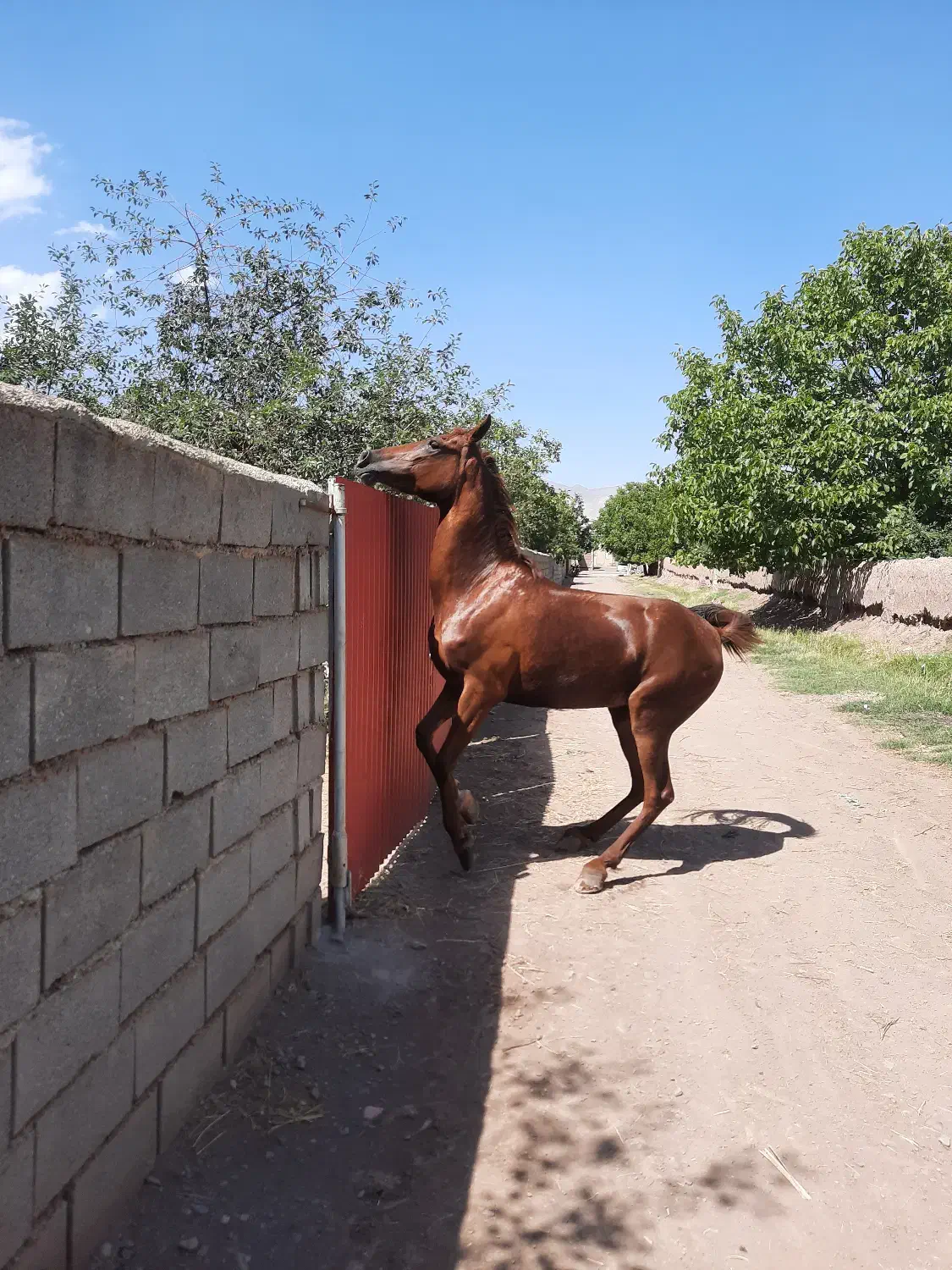 مادیان|حیوانات مزرعه|تسوج, |دیوار