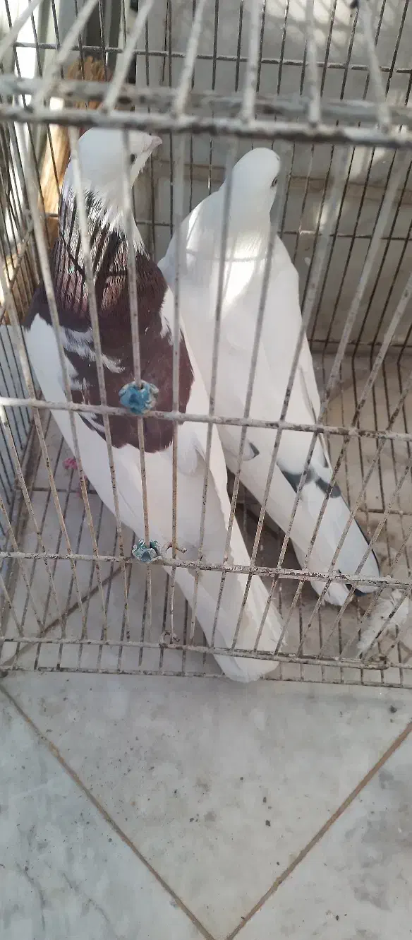 کفتر|پرنده|خوانسار, |دیوار