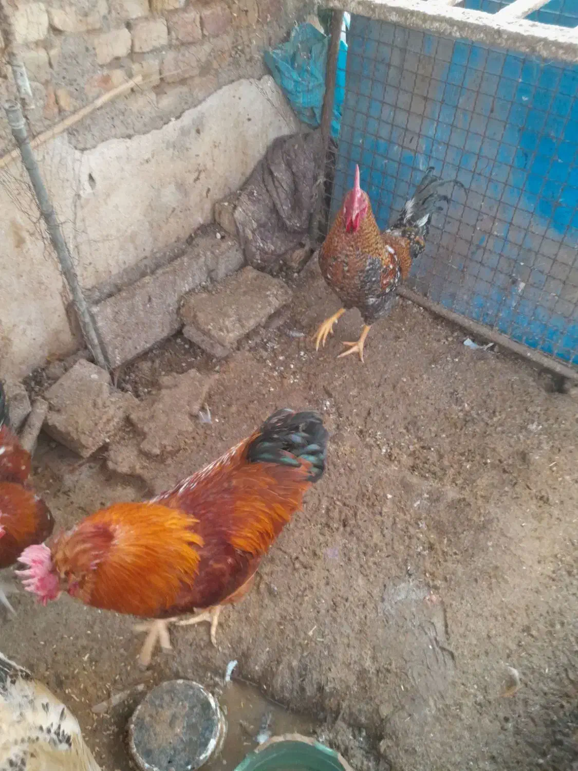 تعداد مرغ خروس رسمی|حیوانات مزرعه|پاکدشت, پارچین|دیوار