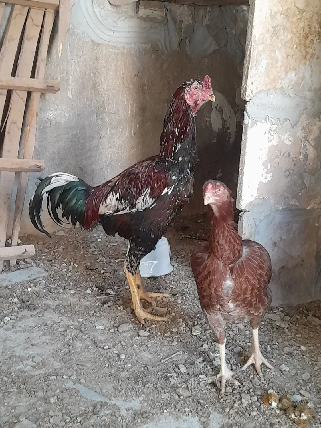 مرغ خروس لاری|حیوانات مزرعه|مهریز, |دیوار