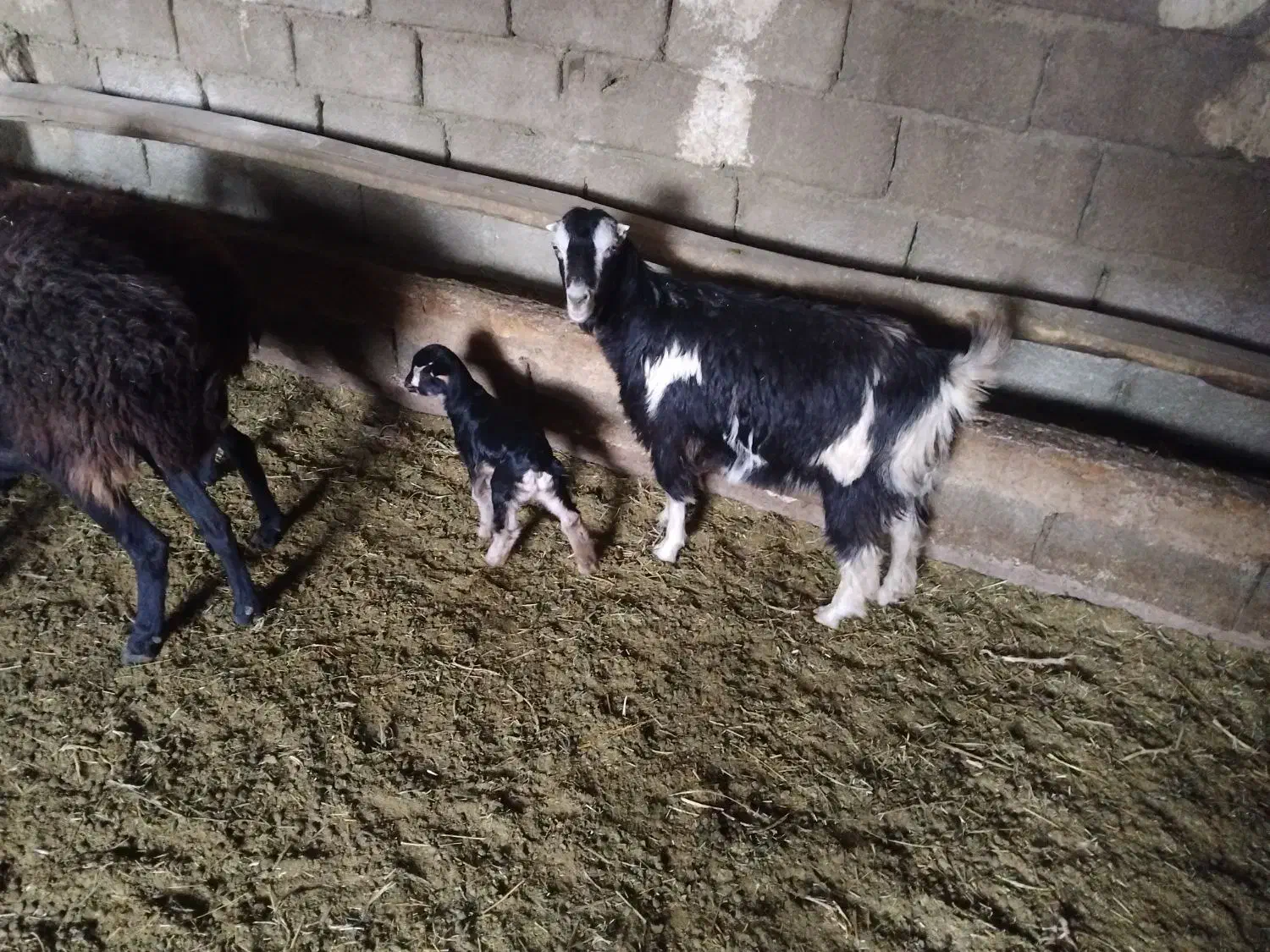 یک عدد بز و بزغاله شکم دومشو بز زاییده|حیوانات مزرعه|رباط‌کریم, رباط‌کریم|دیوار