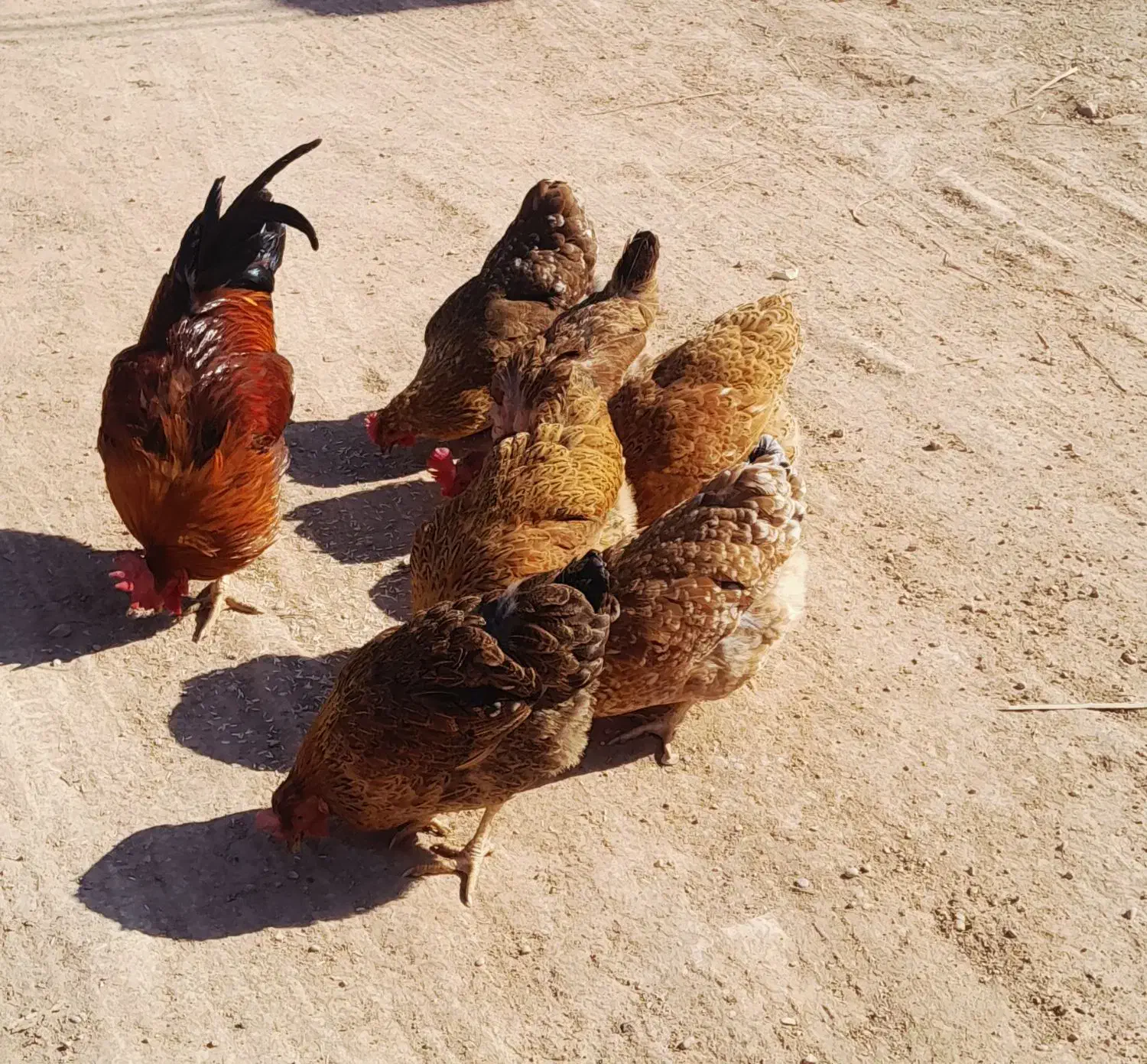 فروش مرغ|حیوانات مزرعه|مسجد سلیمان, |دیوار