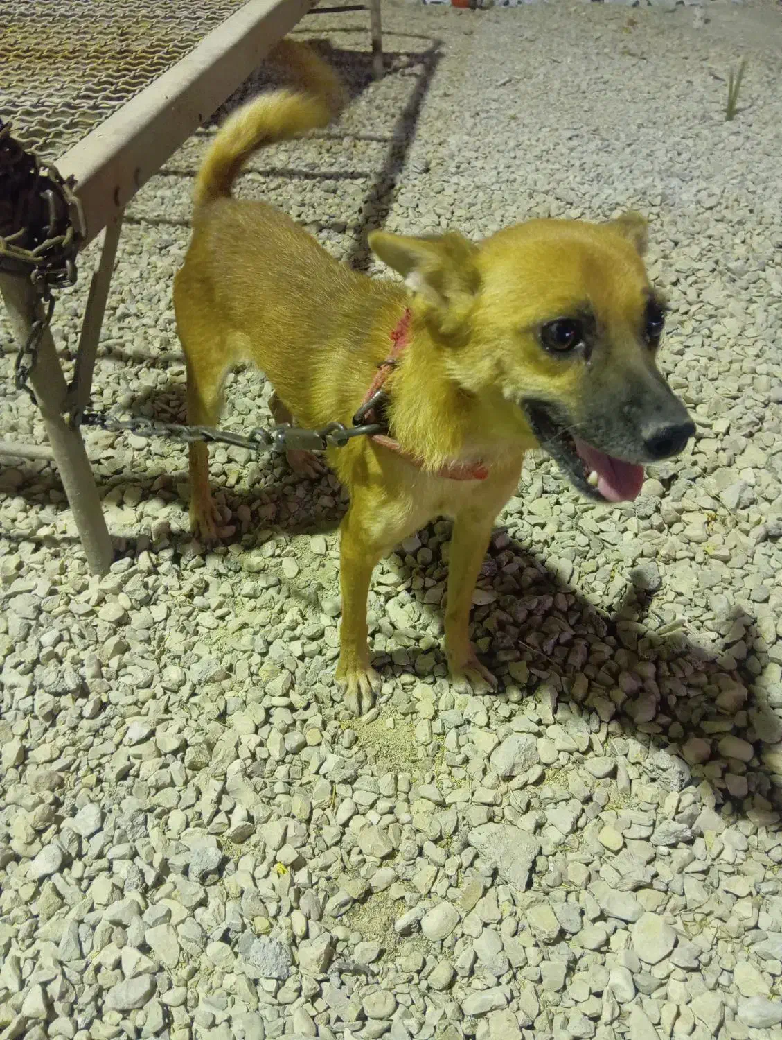 سگ الکس باهوش|سگ|برازجان, |دیوار