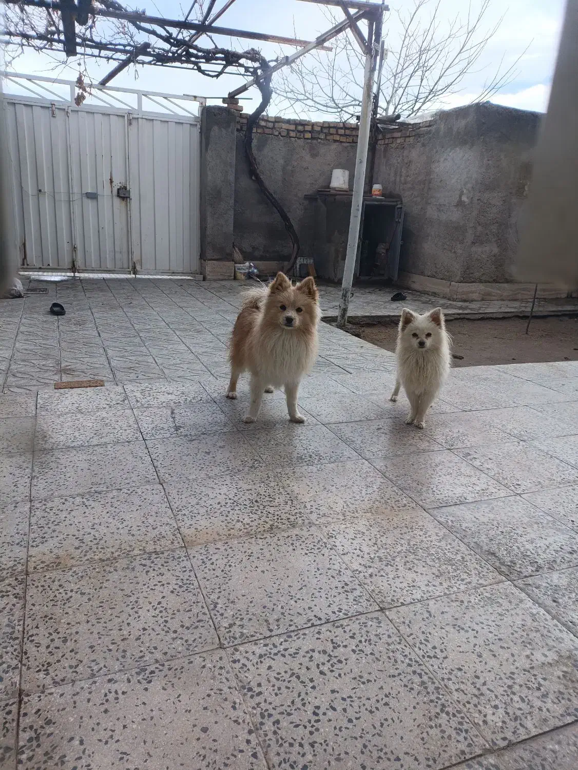 سگ پامر|سگ|سامن, |دیوار