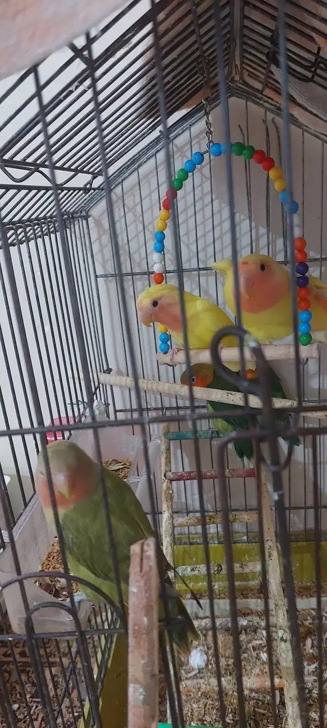 تعدادی طوطی کوتوله باهم دونه ای ۱ م جدا ۱۱۰۰|پرنده|بندرعباس, |دیوار