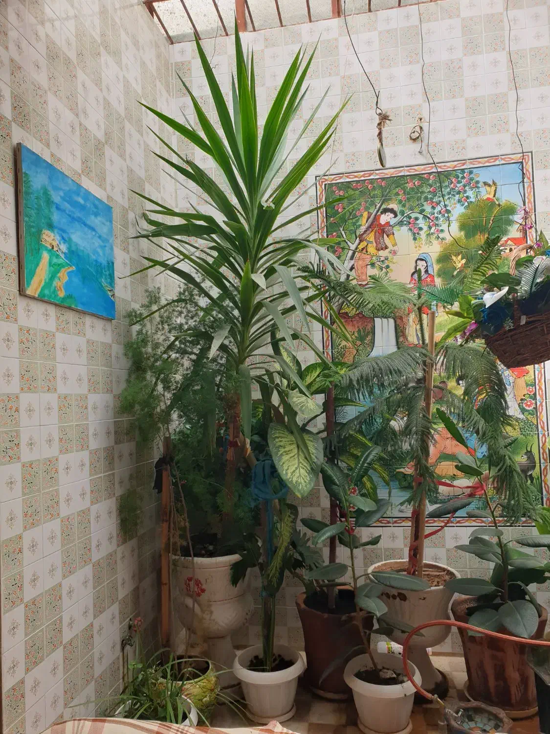 فروش گل وگیاه زینتی|گل و گیاه طبیعی|شیراز, ریاستی|دیوار